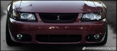 oil painting reproduction insects vertebrates oil portrait SS