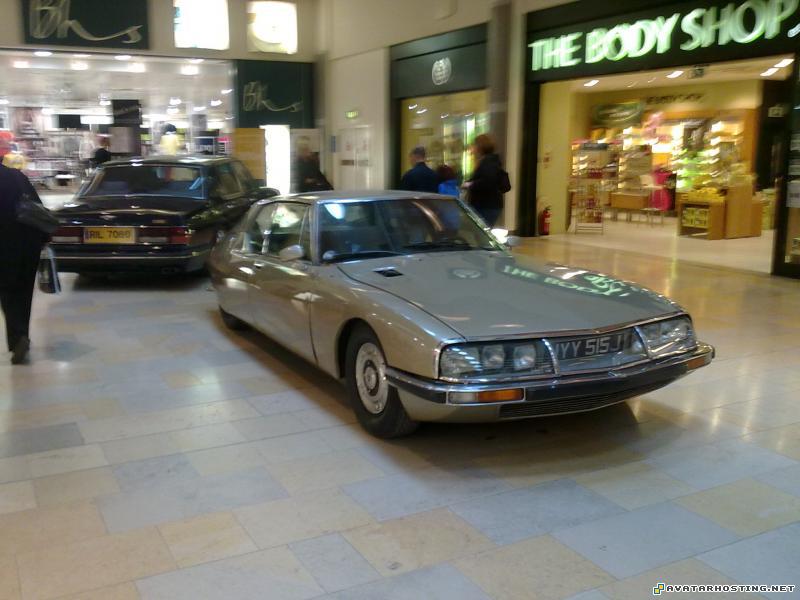 moving avatars still life paintings entomology species 005