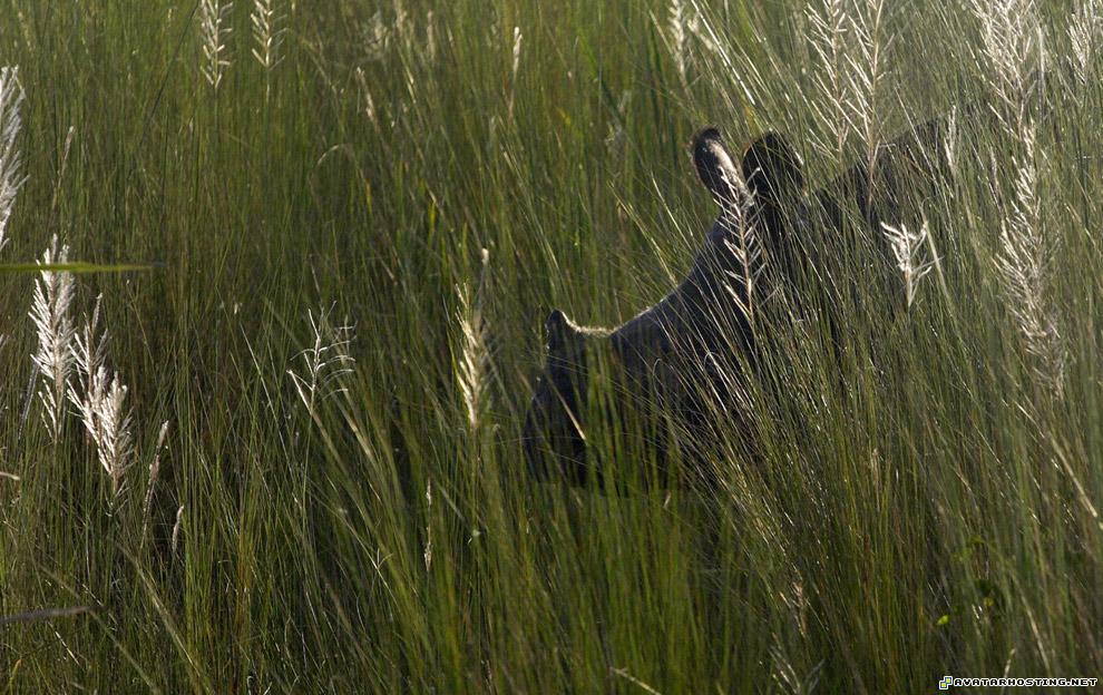 insect animals dog pests evil avatar india03_16397463