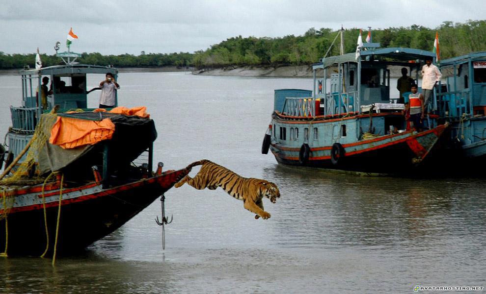 jpg avatar fabric photo album free image hosting no registration india19_16270343