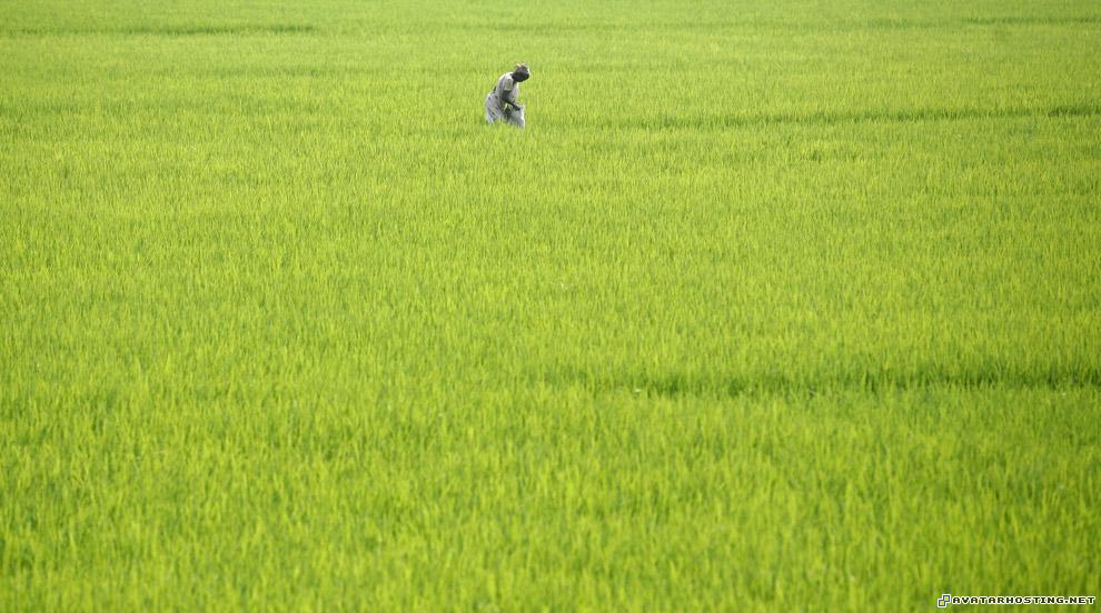 avatar 2009 avatar 2 dc shoes insects invertebrates india28_16170025