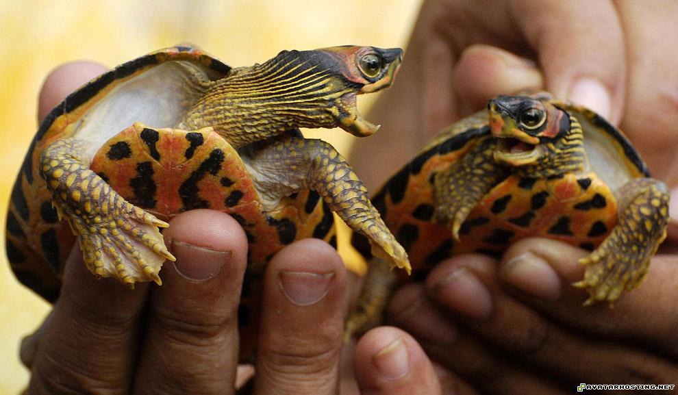 cute avatar image posting websites insect collection india29_16430669