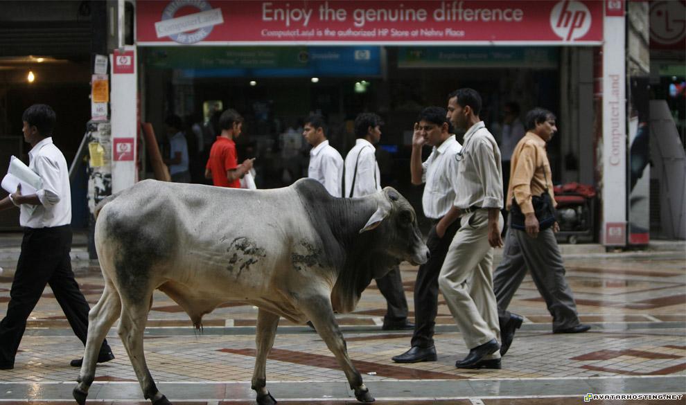 insects for kids franklin prints grasshoppers species india32_16445037