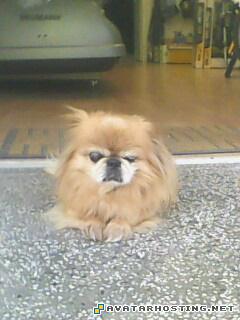 chochev stivi IMG0088A