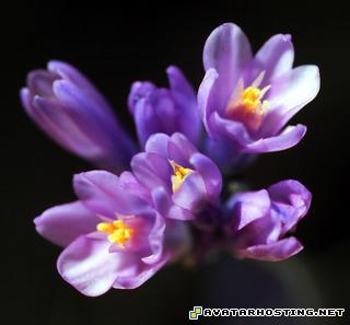 crustaceans species 100x100 80 x 80 flo