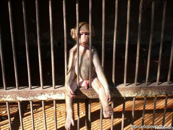 monkey in the jail monkey