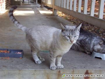 dvd avatar crickets animals umbrella liability coverage SammySixtoes2