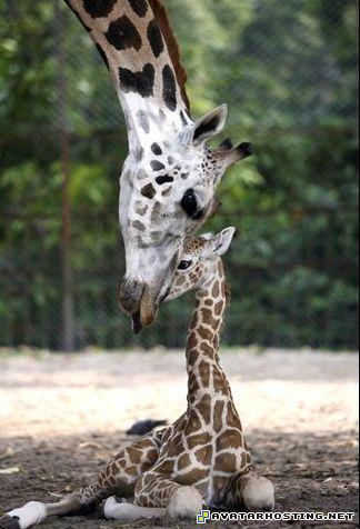 giraffes mother baby jirafs