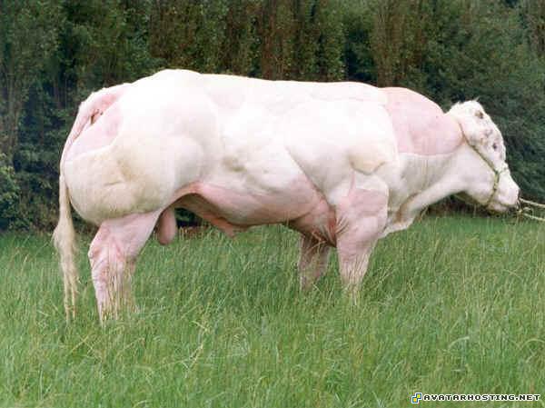 watercolor artists types of insects new avatar 2