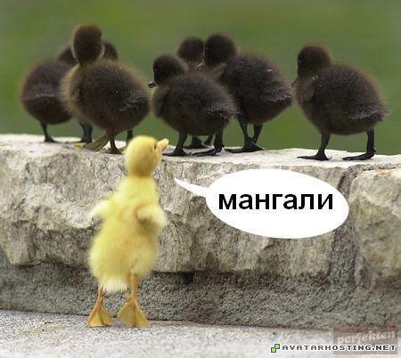 jipsies mangali 34114_1498724791852_1346126694_1333974_7426931_n