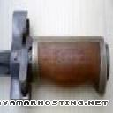 beetles dog endangered insects image storing websites P1050535Copie