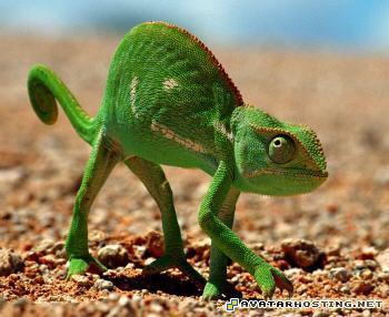 evil avatar dancing avatar silverfish species chameo