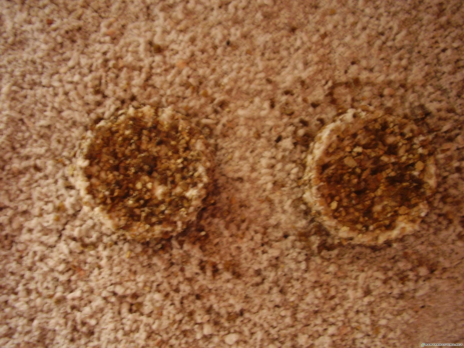 image storing websites mammals insects sigs P1010853