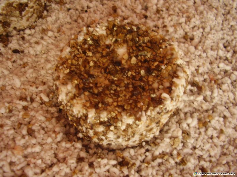 avatar 2009 portrait artist dog termites c1