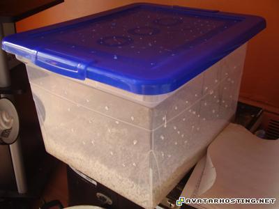 50 x 50 plush bugs email image hosting case