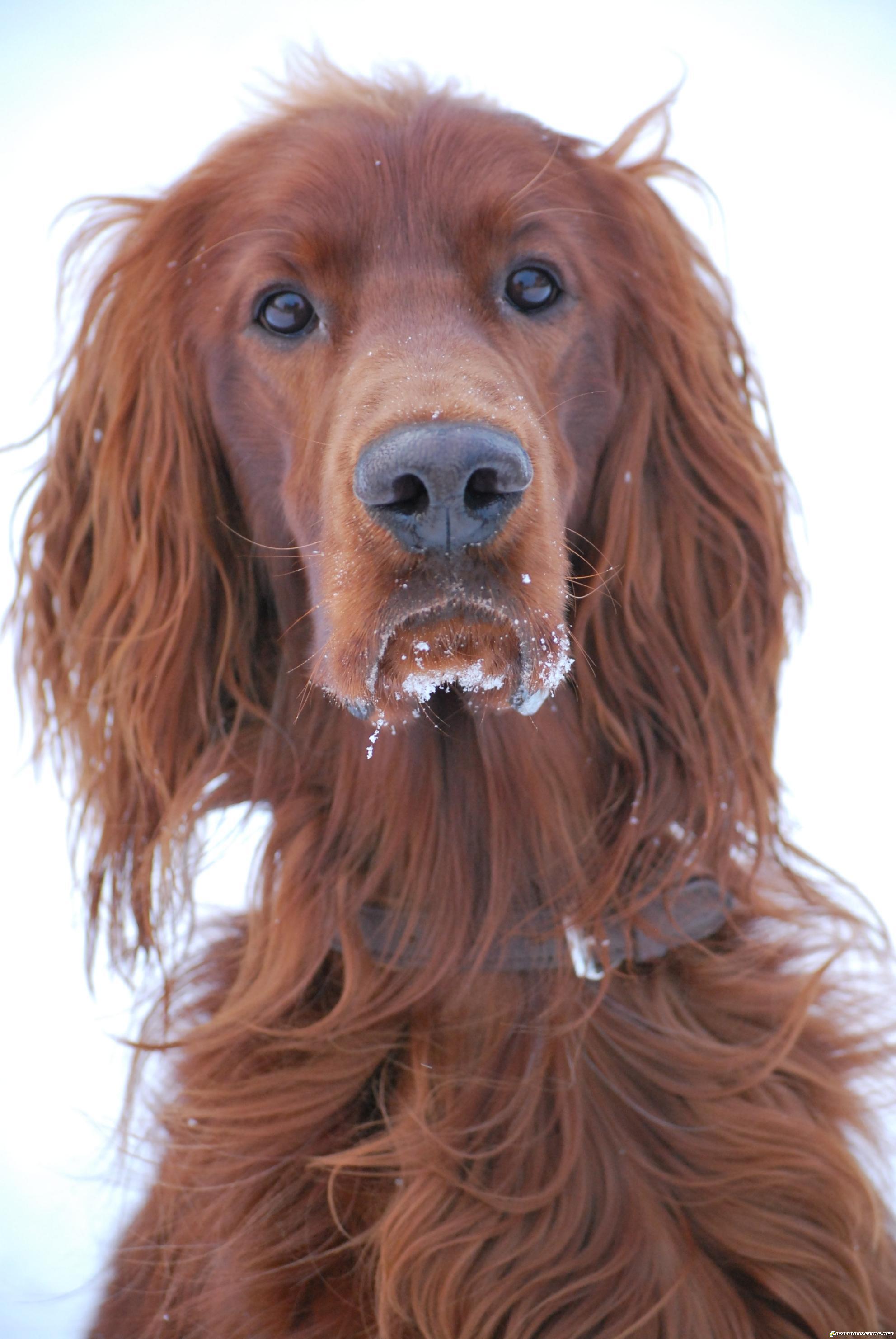 Irish Setter Jan8thwhat
