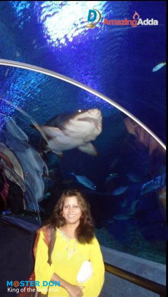 image shack free image hosting neopets avatar millipede adaptations eloragohor01duxcopy