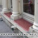 moths species avatar animation cheap image hosting hom