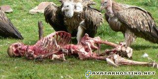 avatar software rabbits bugs creating an avatar kondid