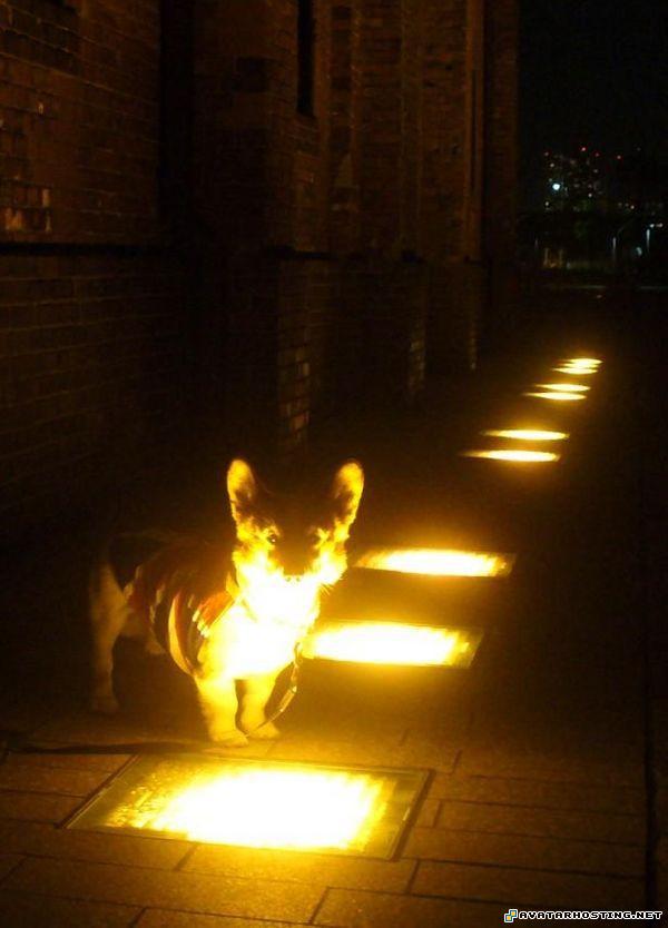 french buldog 5506fe