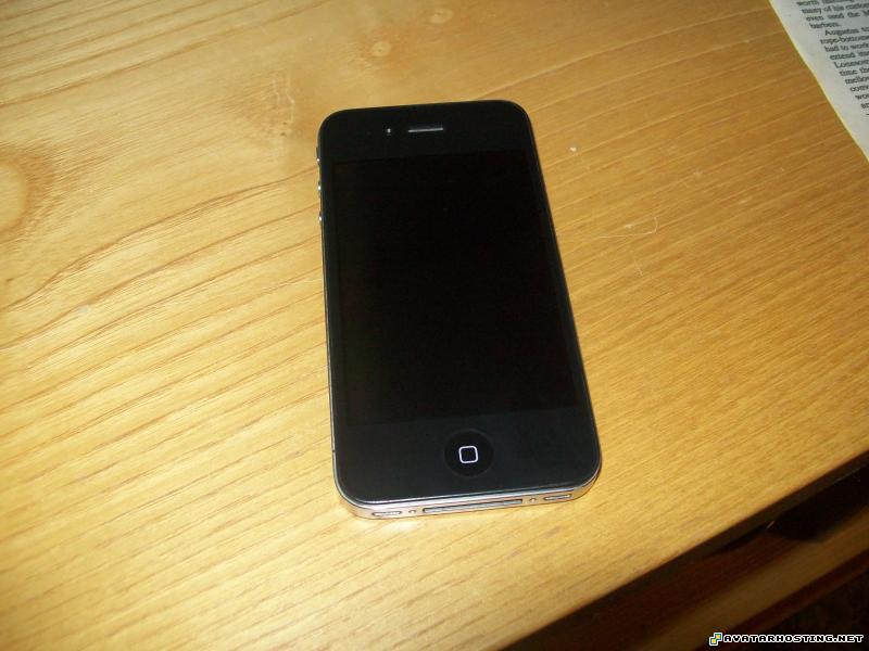 insect animals crickets adaptations image host free Picture187