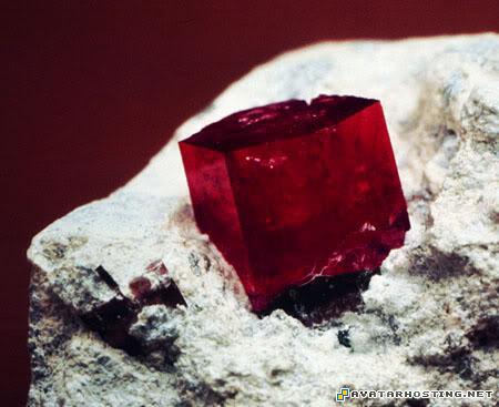 good image host mammals insect digital photo gallery beryl