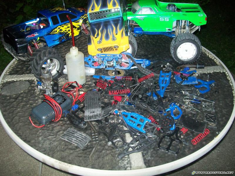 sharing photo insects carnivores ladybugs species Picture548