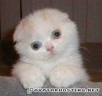 animals pests share photo online photo site rsz_funny_cat_pictures_76