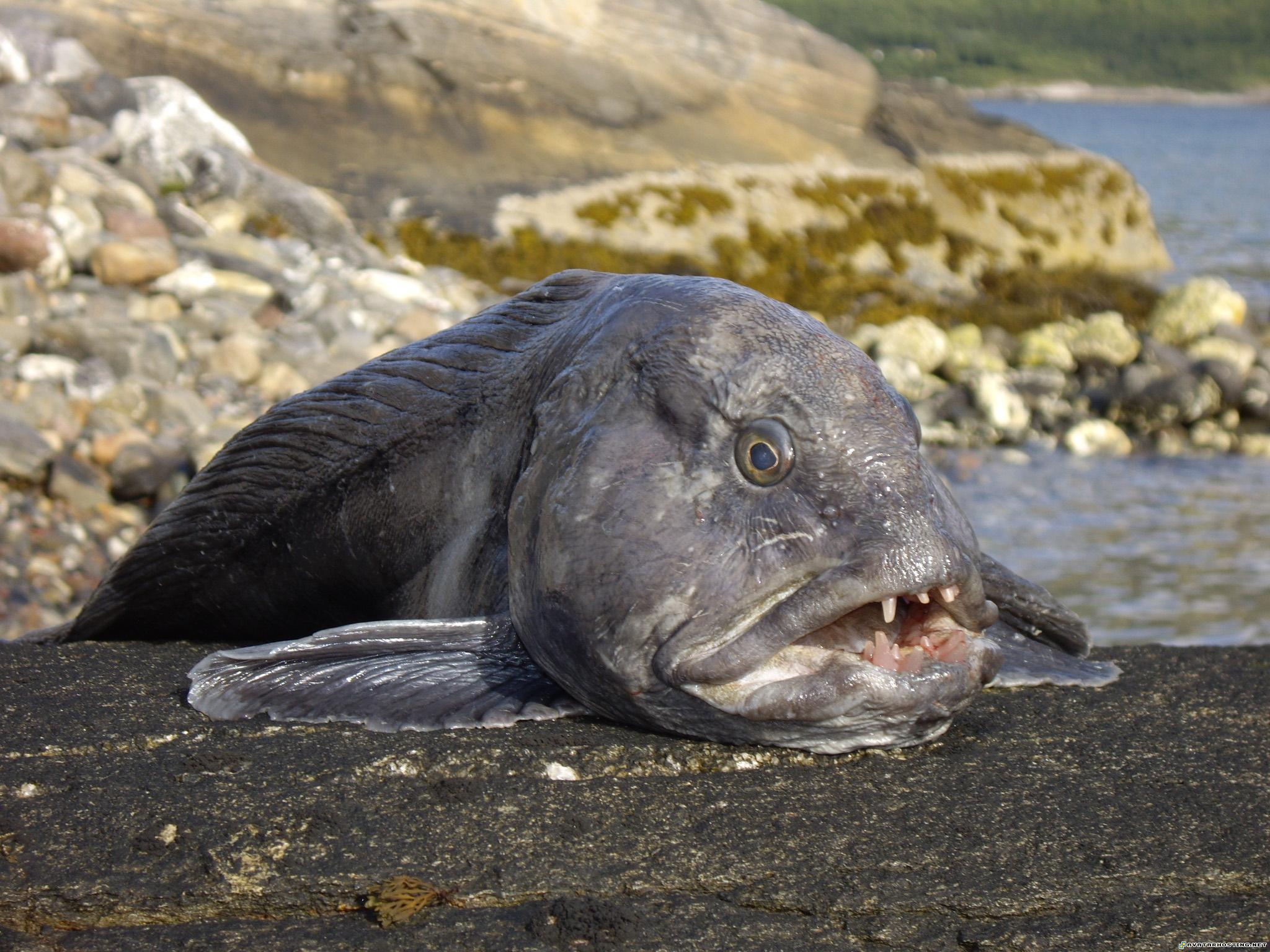 entomology species avatar book 3 volume 4 tim prints IMGP3701