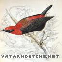 email image hosting dbz avatar ladybugs species birdprint1