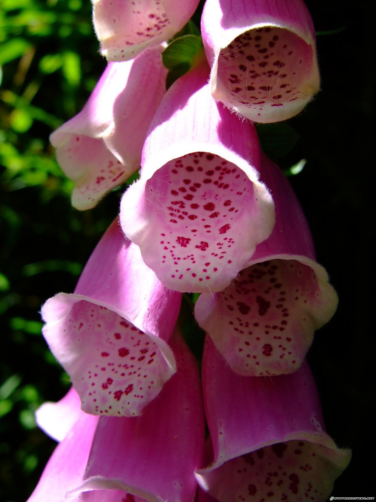 Foxglove foxglove