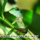 beetles species portrait giraffe beetles  lizerd