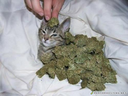 Cat marihuana marihucat