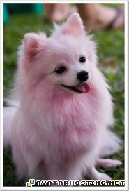 Pomeranian pinkpom