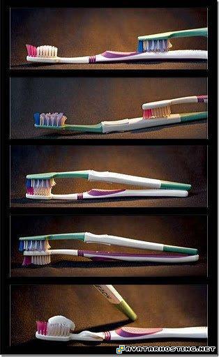 dog bugs ladybugs species animals  toothbrushsex