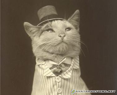 free picture hosting large picture hosting avatar signature  fatcatcut