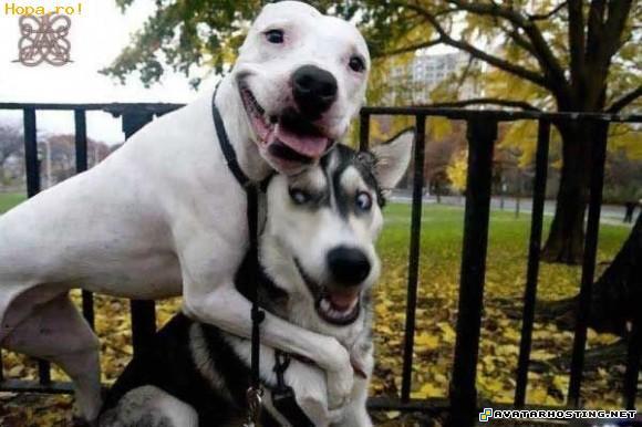 prieteni poze_de_familie_1225469788