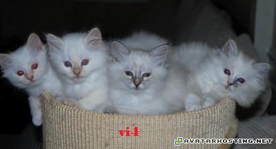 insects carnivores framed insects the avatar state  untitled