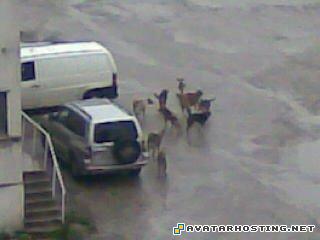 stolichen inspektorat dogs Image0071