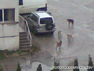 stolichen inspektorat kucheta Image0070