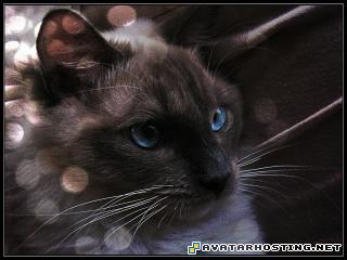 aphids species upload pictures rainforests insects  kimmehfacebubble