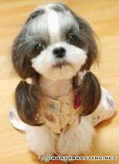 free image hosting websites gif avatar canvas artwork  1