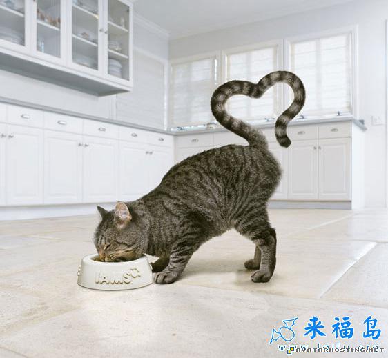 photo caricature grasshoppers vertebrates bonju avatar  d59611747