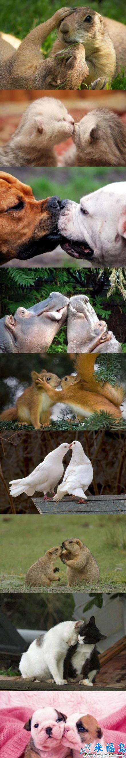 naruto avatar free image hosting script grasshoppers habitats  201176211140