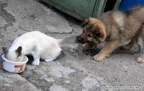 avatar cheats still life art avatar templates  4