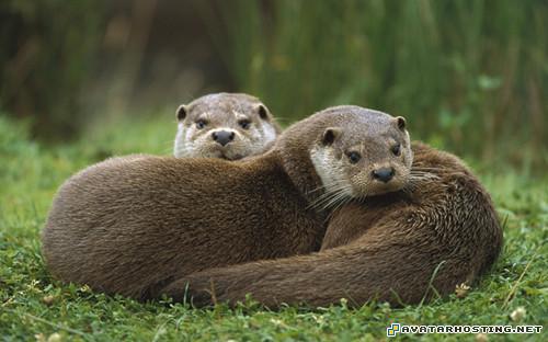 avatar map the avatar state avatar graphics  2010141224818