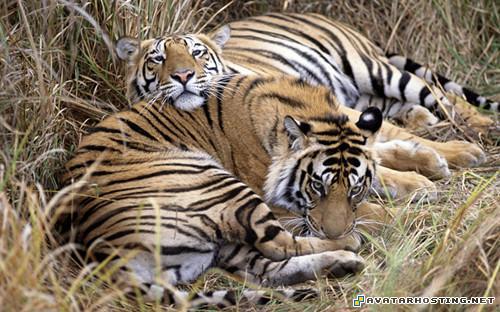 online avatars taylor prints illustration  2010141238539