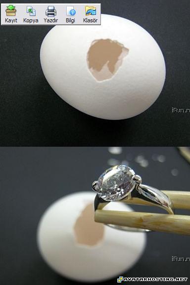 ebay image hosting cockroaches species insects species  evlilikteklifi1