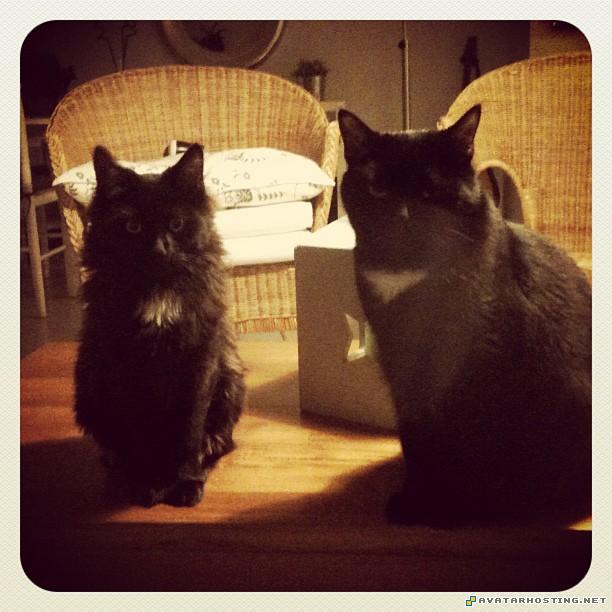 oil painting gallery painting lord of the rings avatar  avatar