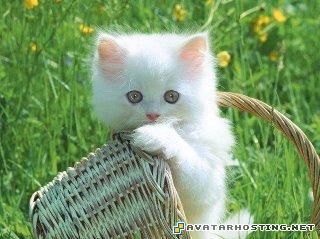 beetles dog girl avatar free jpg image  333